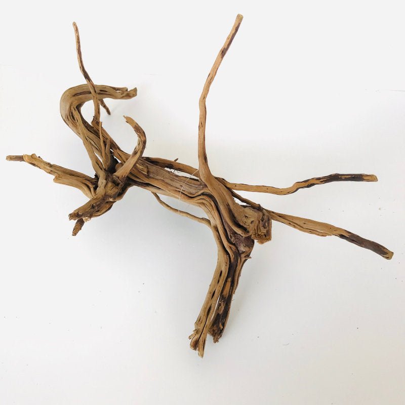 Aquaglobe Alborz Wood XL (12 - 16") - Planted Aquaria