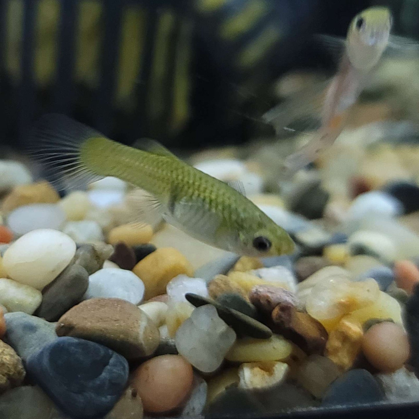 Guppy - Blue Body Endler Trio (M/F/F)
