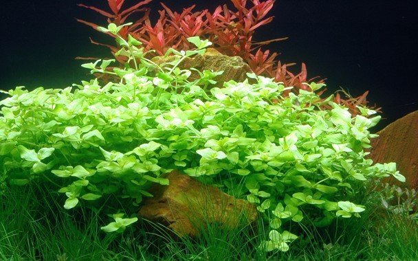 Bacopa australis - Potted - Planted Aquaria