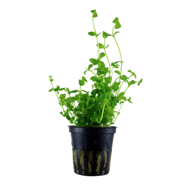 Bacopa australis - Potted - Planted Aquaria