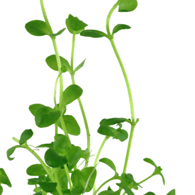 Bacopa australis - Potted - Planted Aquaria