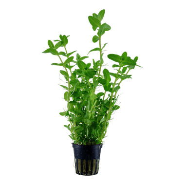 Bacopa caroliniana - Potted - Planted Aquaria