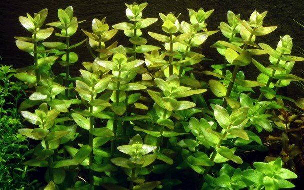 Bacopa caroliniana - Potted - Planted Aquaria