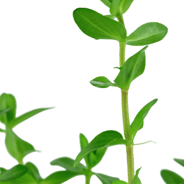 Bacopa caroliniana - Potted - Planted Aquaria