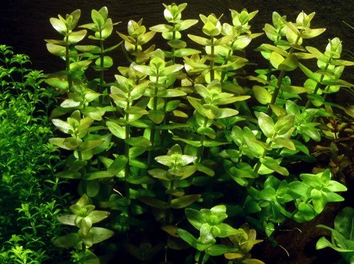 Bacopa caroliniana - Tropica TC - Planted Aquaria