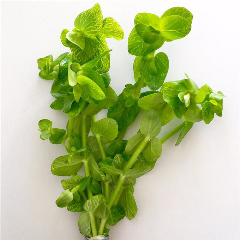 Bacopa Caroliniana Variegated - Potted - Planted Aquaria