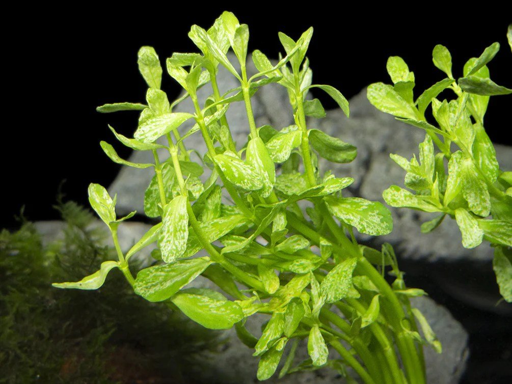 Bacopa Monnieri Variegatus - Potted - Planted Aquaria