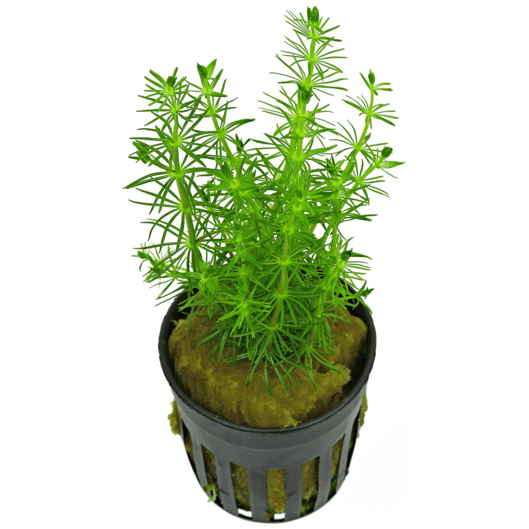 Bacopa Myriophylloides - Potted - Planted Aquaria