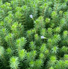 Bacopa Myriophylloides - Potted - Planted Aquaria