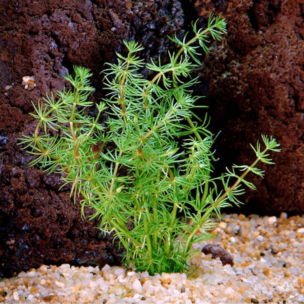 Bacopa Myriophylloides - Potted - Planted Aquaria