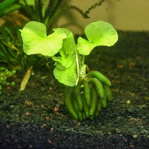 Banana Plant - Planted Aquaria