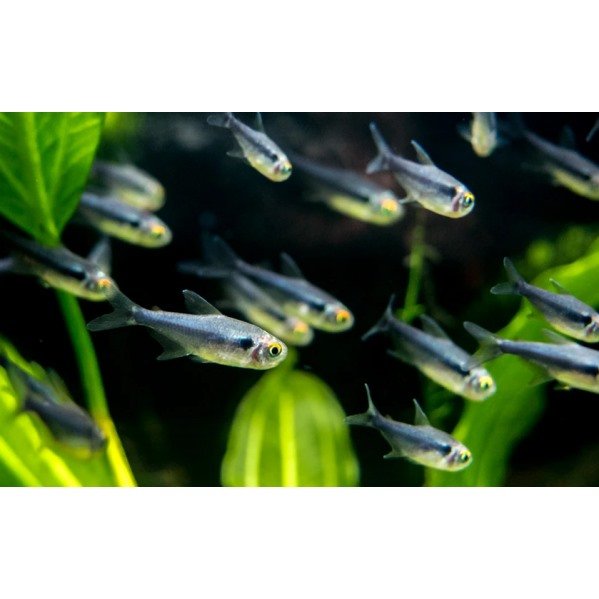 Black Diamond Neon Tetra - Planted Aquaria