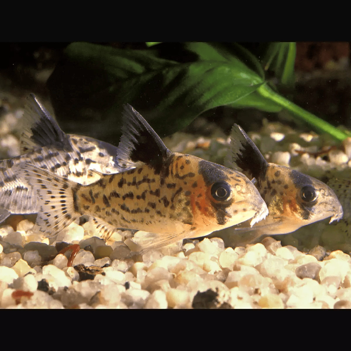 Black Fin Corydora - Planted Aquaria