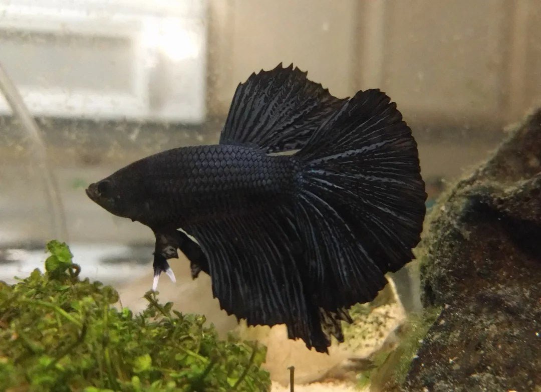Black Orchid Male Betta - Planted Aquaria
