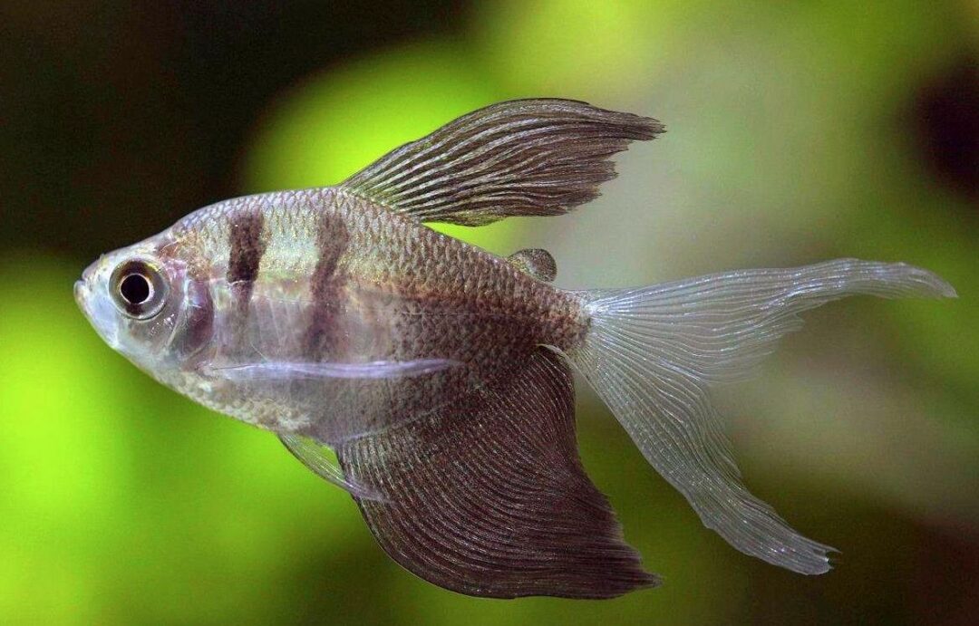 Black Skirt Tetra - Longfin - Planted Aquaria