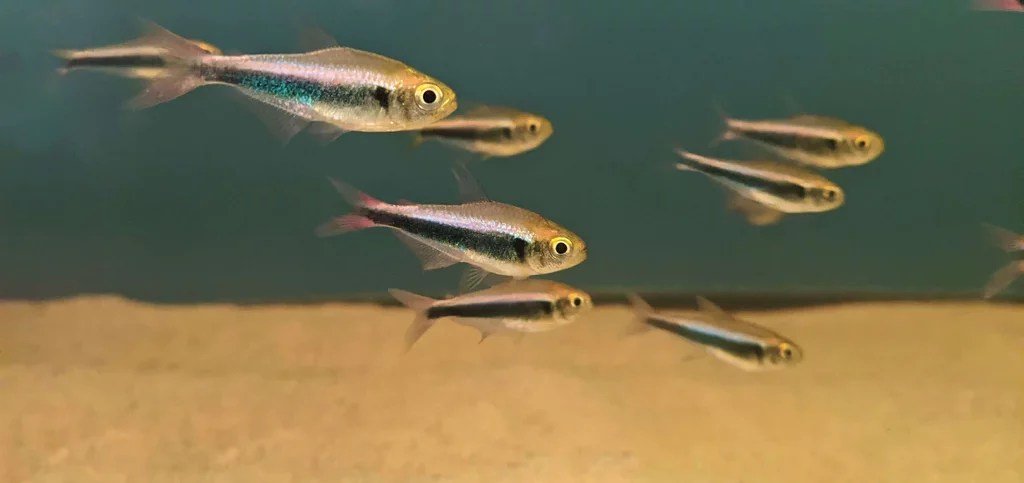 Bleeding Blue Tetra - Planted Aquaria