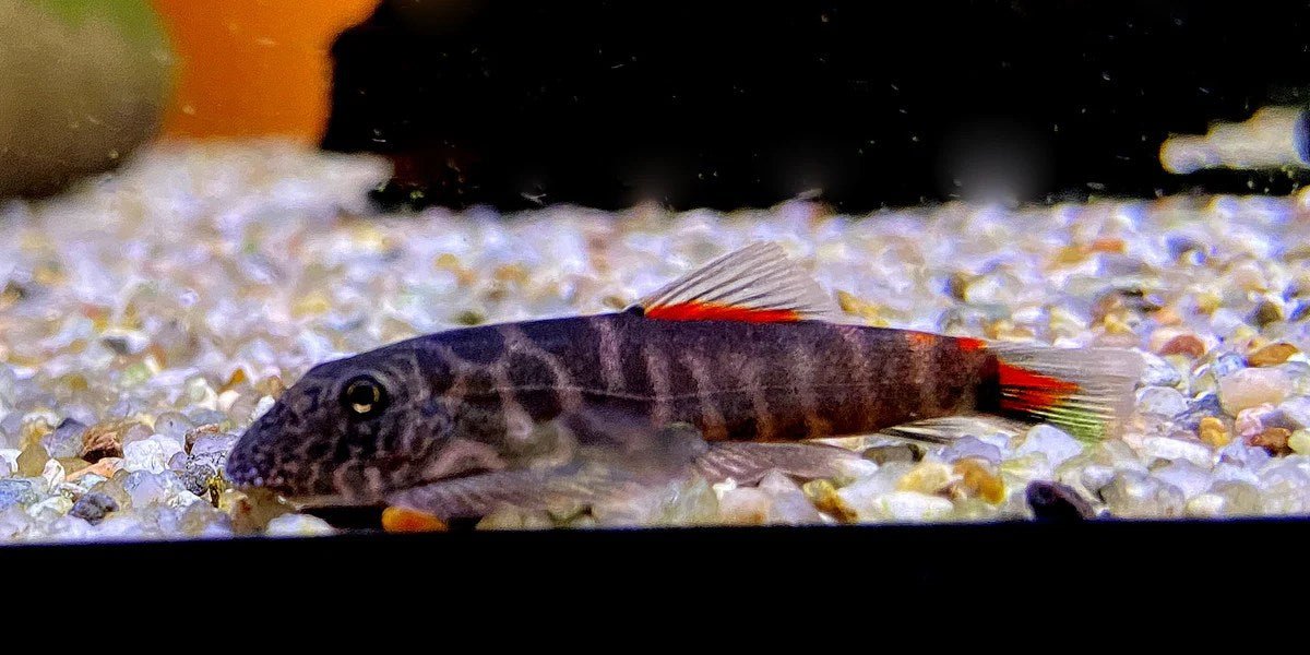 Bloody Mary Hillstream Loach - Planted Aquaria