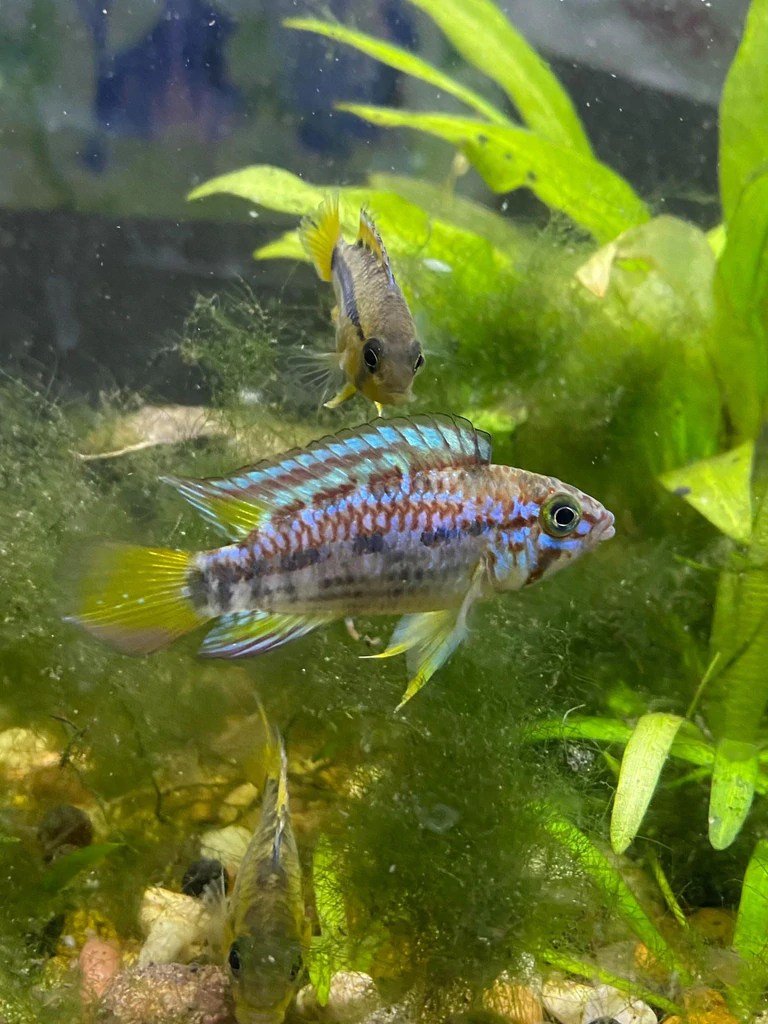 Blue Diamond Dwarf Cichlid - Planted Aquaria