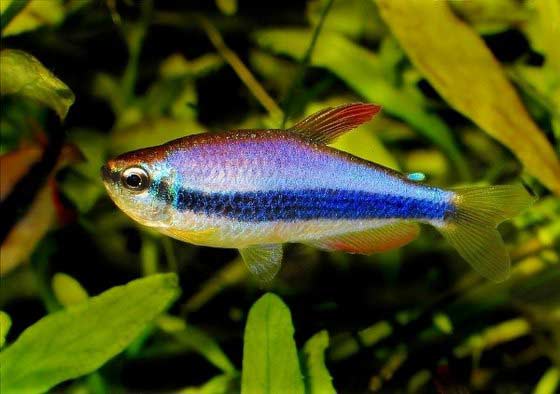 Blue Kerri Tetra - Planted Aquaria