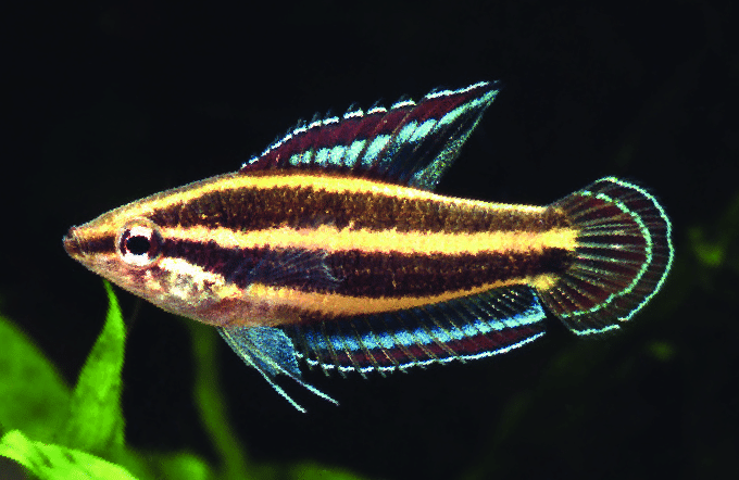 Blue Licorice Gourami - Planted Aquaria