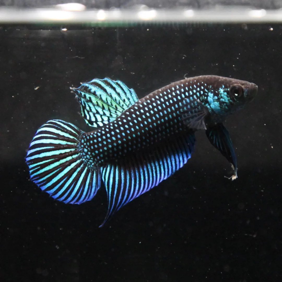 Blue Mahachai Wild Type Male Betta - Planted Aquaria