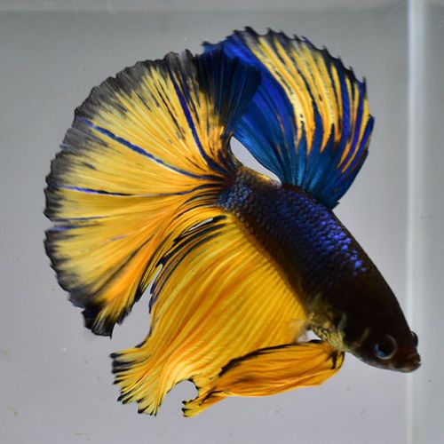Blue Mustard Betta Male - Planted Aquaria