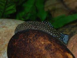 Blue Tail Hillstream Loach - Planted Aquaria