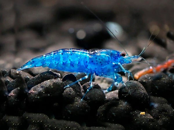 Blue Velvet Cherry Shrimp - Planted Aquaria