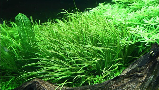 Blyxa japonica - Tropica TC - Planted Aquaria