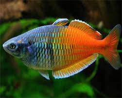 Boesemani Rainbowfish - Planted Aquaria