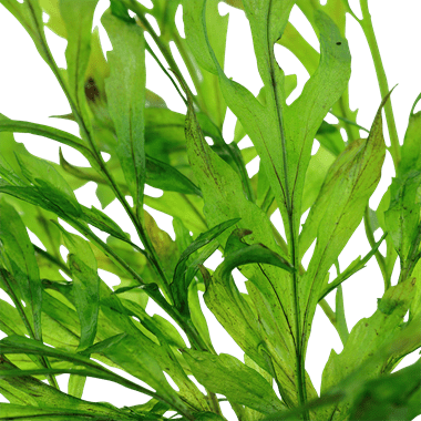 Bolbitis heudelotii - Potted - Planted Aquaria