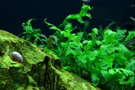 Bolbitis heudelotii - Potted - Planted Aquaria