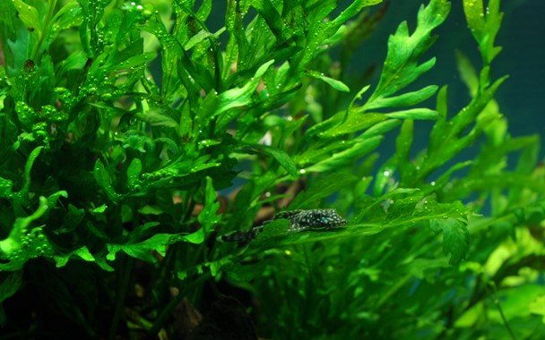 Bolbitis heudelotii - Potted - Planted Aquaria