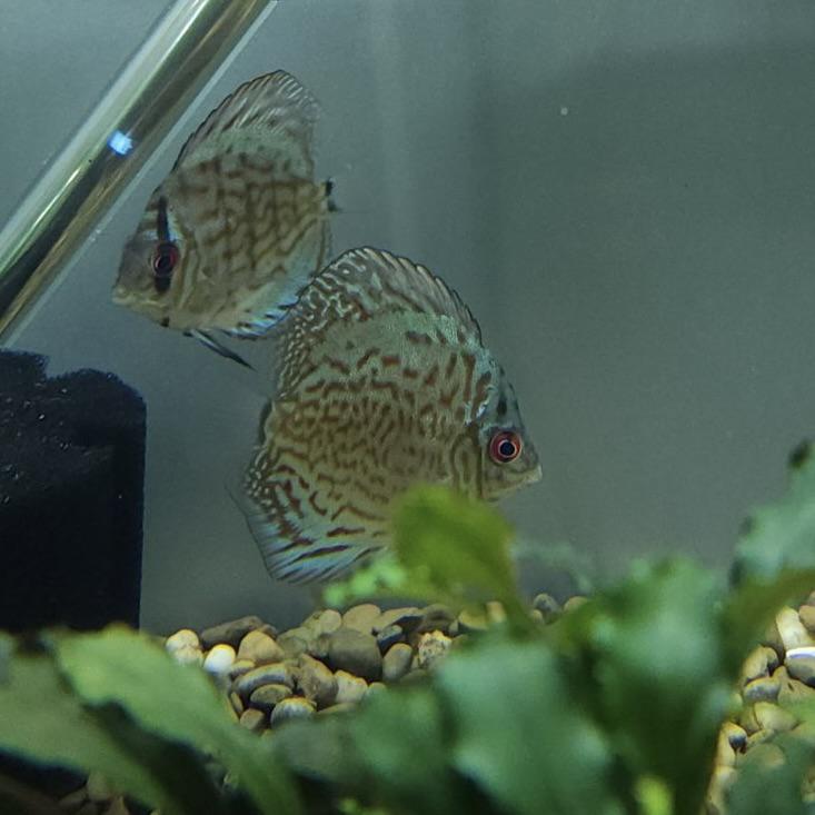Brilliant Discus 3 - 4" - Planted Aquaria