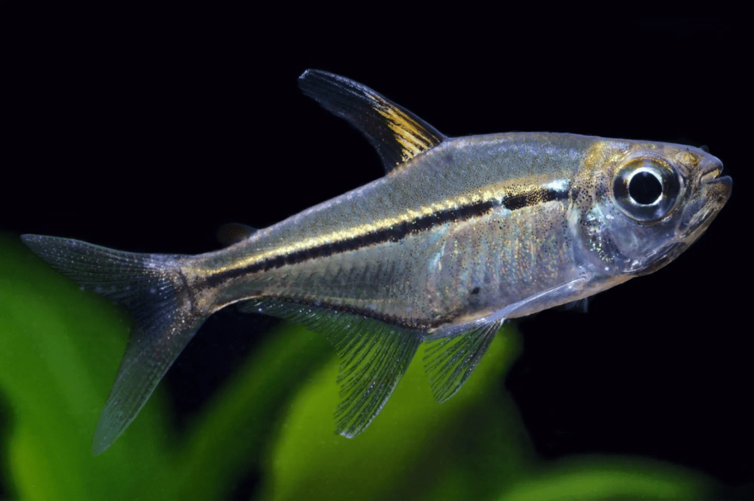 Broken Line Tetra - Planted Aquaria