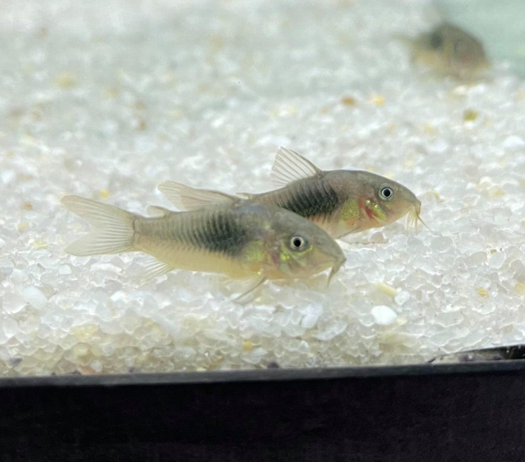 Bronze Corydora - Planted Aquaria