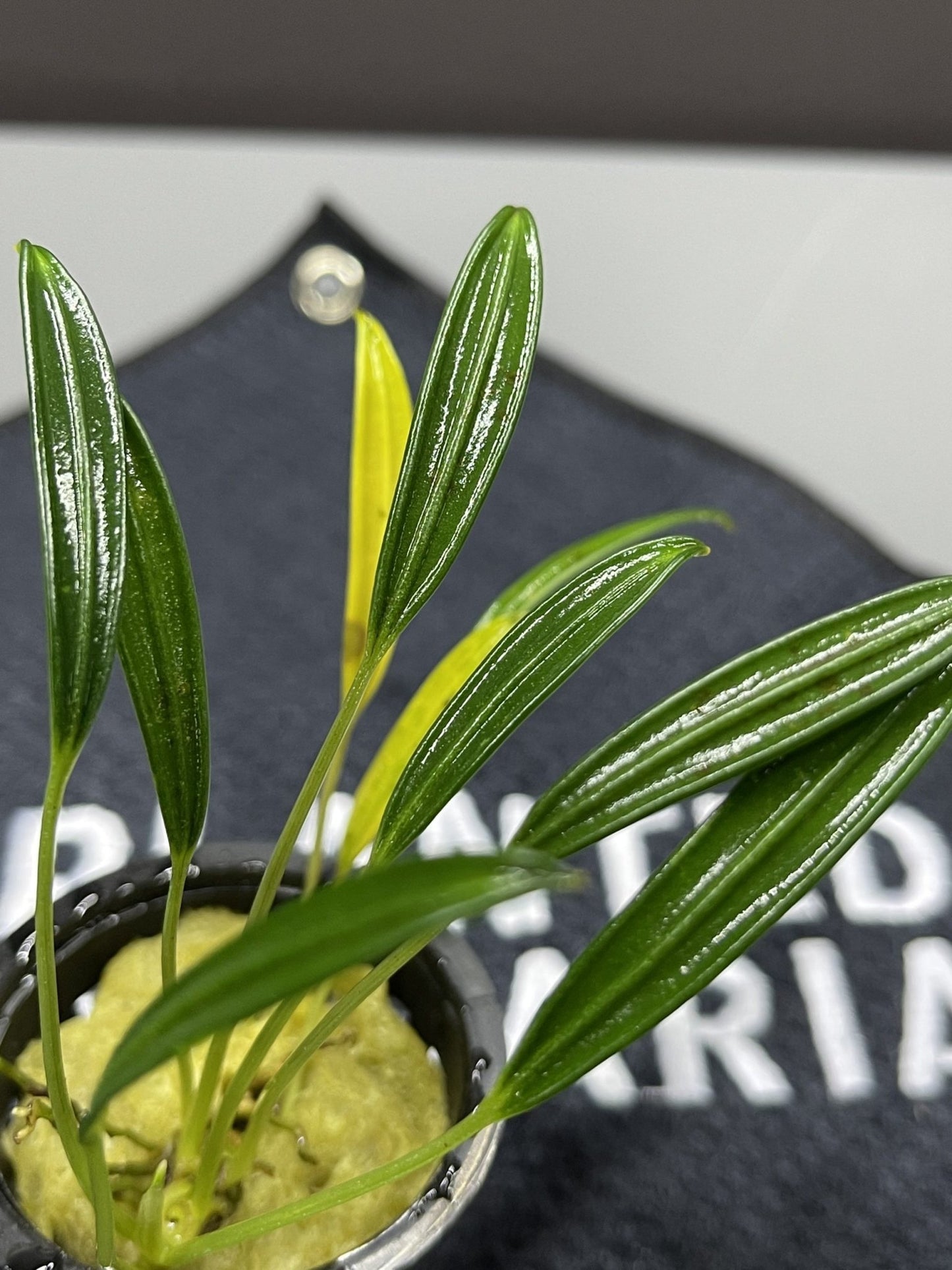 Bucephalandra Aridarum Long Leaf - Potted - Planted Aquaria