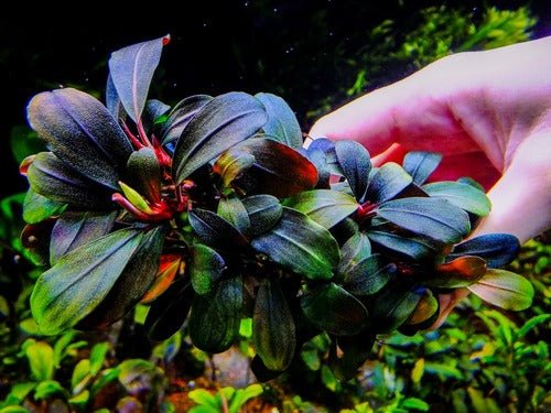 Bucephalandra Biblis Blue Sky - Planted Aquaria