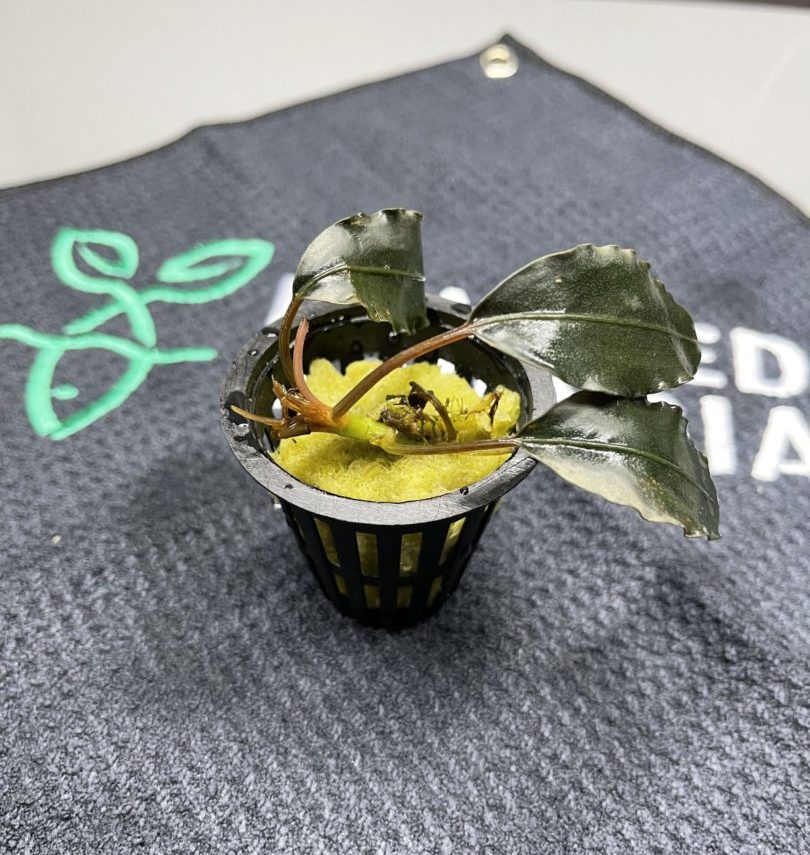 Bucephalandra Black Purple Sekayam - Potted - Planted Aquaria