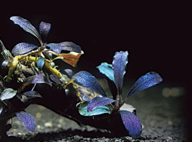 Bucephalandra Brownie Ghost Ulu Kapus - Imported TC - Planted Aquaria