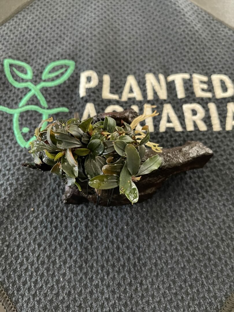 Bucephalandra Brownie Ghost Ulu Kapus on Driftwood - Planted Aquaria