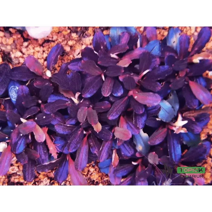 Bucephalandra Brownie Purple on Driftwood - Planted Aquaria