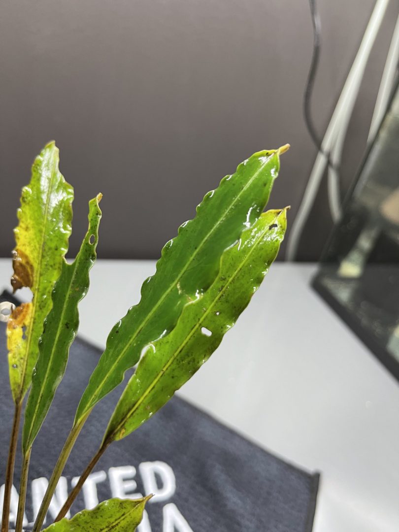 Bucephalandra Chimaera - Potted - Planted Aquaria