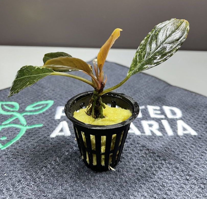 Bucephalandra Dark Achilles - Potted - Planted Aquaria