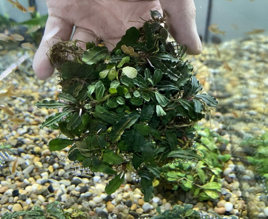 Bucephalandra Mini Boyan - 3" Mesh Pad - Planted Aquaria