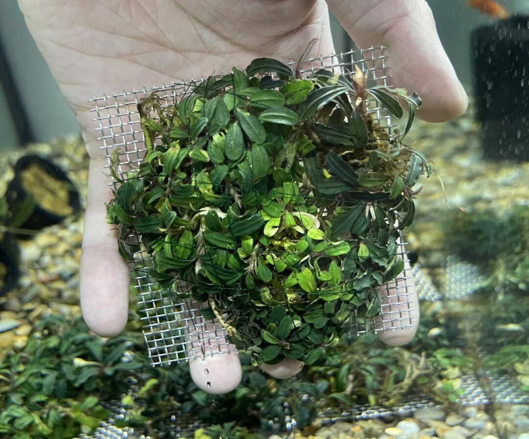 Bucephalandra Mini Phantom - 3" Mesh Pad - Planted Aquaria