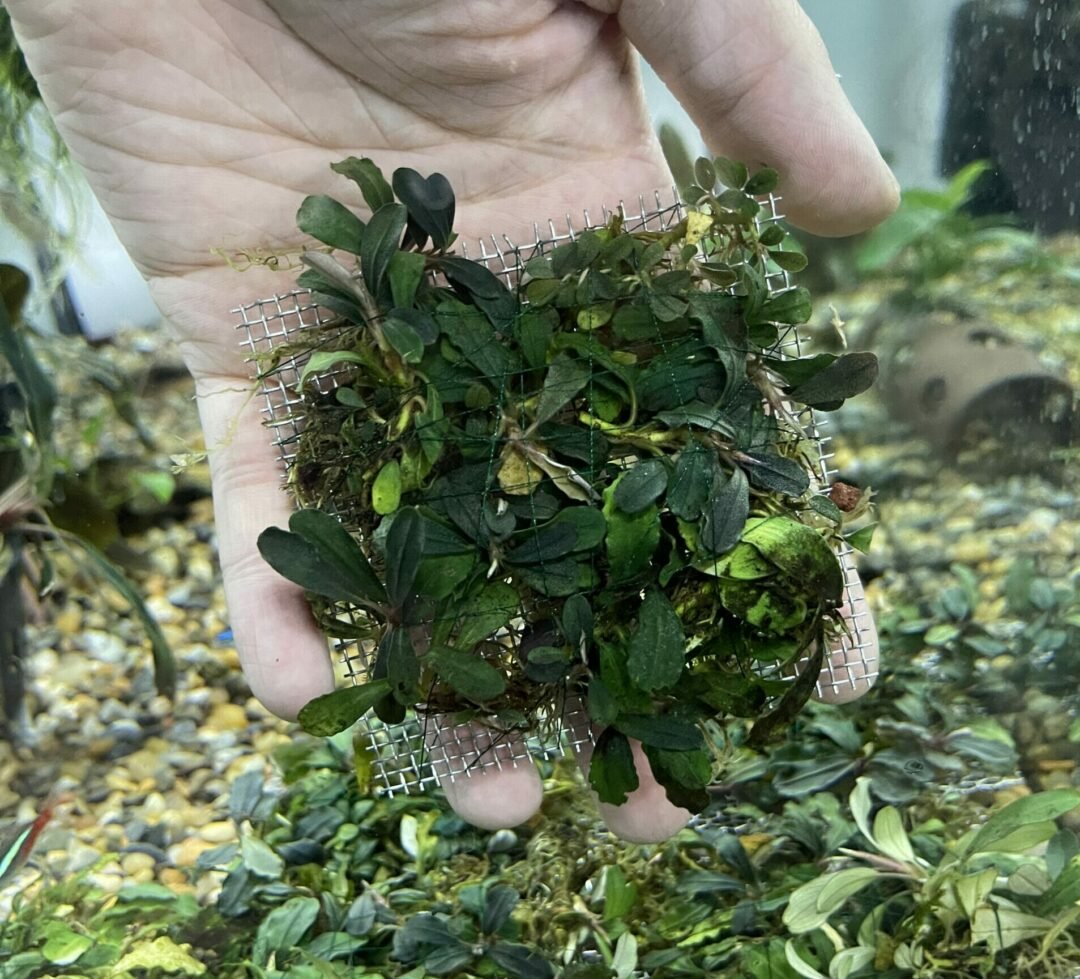 Bucephalandra Mini Series - 3" Mesh Pad - Planted Aquaria