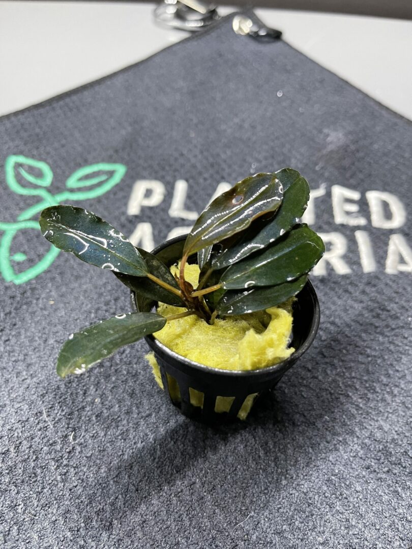 Bucephalandra Red Dragon - Potted - Planted Aquaria