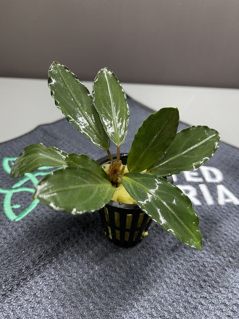 Bucephalandra Silver Grey - Potted - Planted Aquaria