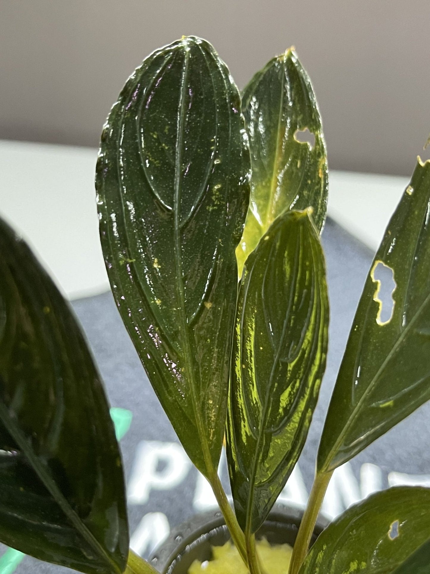 Bucephalandra Skeleton King - Potted - Planted Aquaria